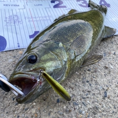 スモールマウスバスの釣果