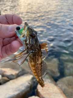 アナハゼの釣果