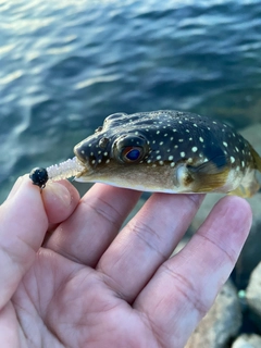 クサフグの釣果