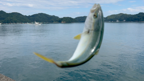 ワカナゴの釣果