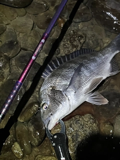 チヌの釣果