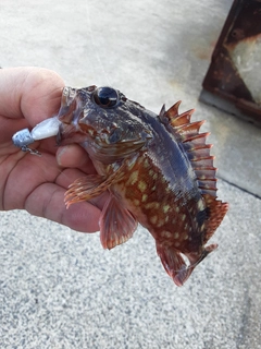 アラカブの釣果