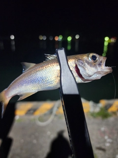 クロムツの釣果