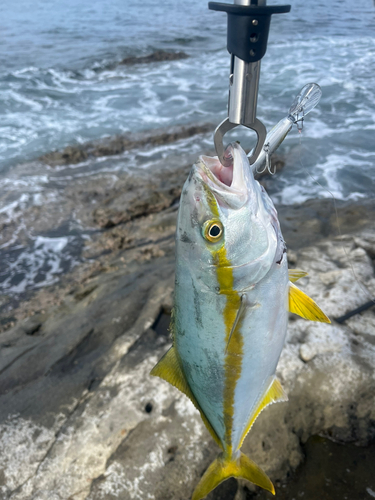 ヒラマサの釣果