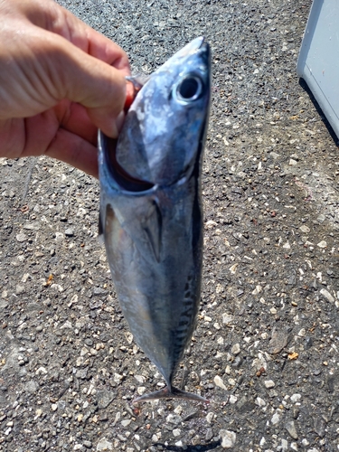 メジカの釣果