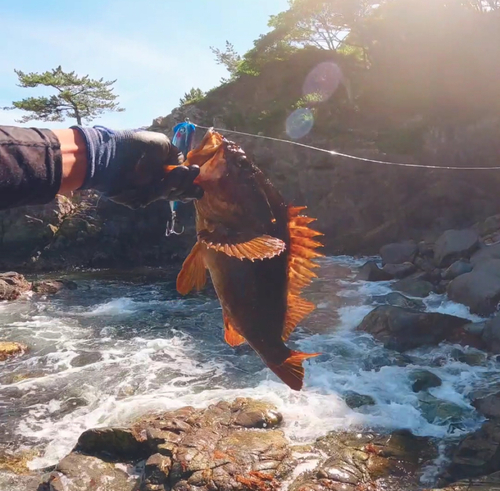 ベッコウゾイの釣果