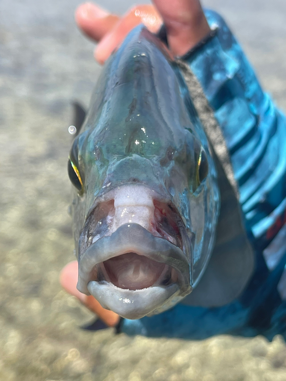 ナンヨウカイワリ