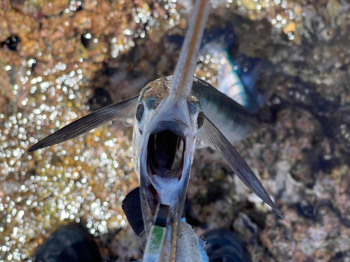 ハマダツの釣果