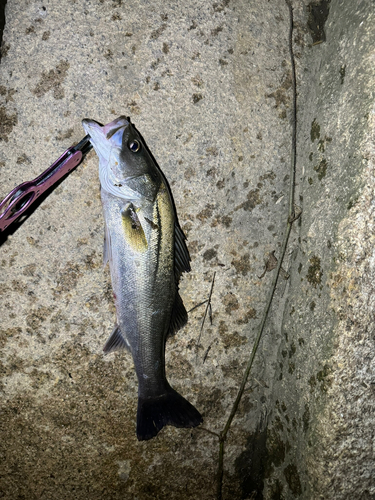 セイゴ（マルスズキ）の釣果