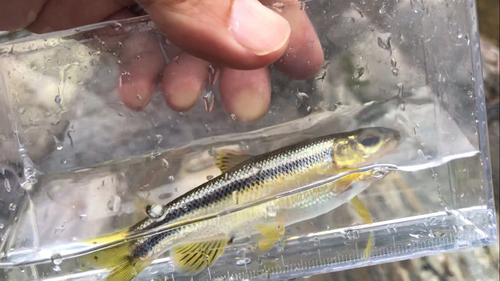 カワムツの釣果