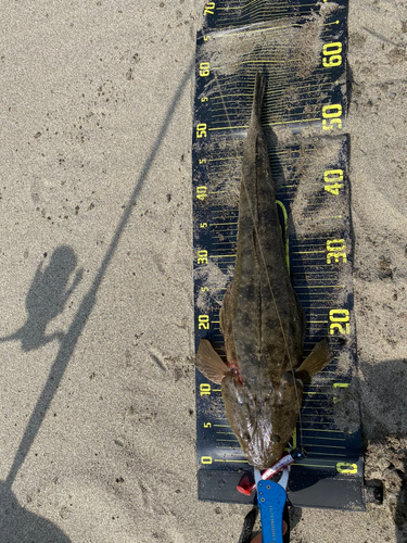 マゴチの釣果