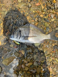 ナンヨウチヌの釣果