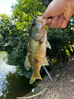 ラージマウスバスの釣果