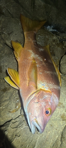 シブダイの釣果