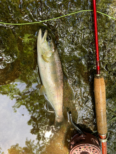 ヤマメの釣果