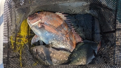 マダイの釣果