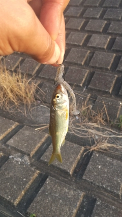 ハスの釣果