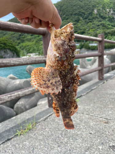 イヌカサゴの釣果