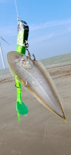 シタビラメの釣果