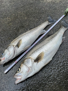 シーバスの釣果