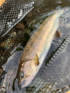 ヤマメの釣果