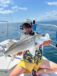 スズキの釣果