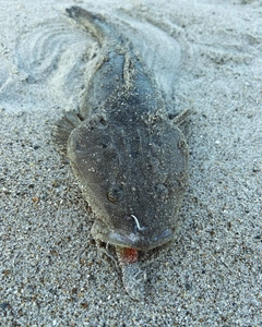 マゴチの釣果