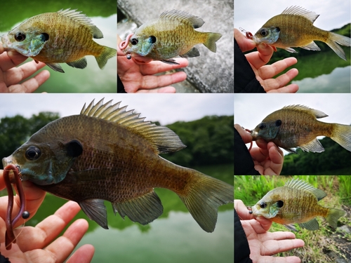 ブラックバスの釣果