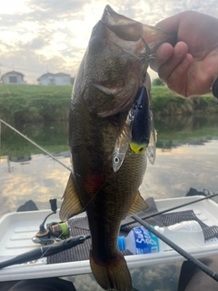ブラックバスの釣果