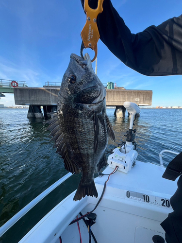 チヌの釣果