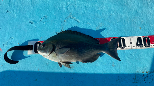 オナガグレの釣果