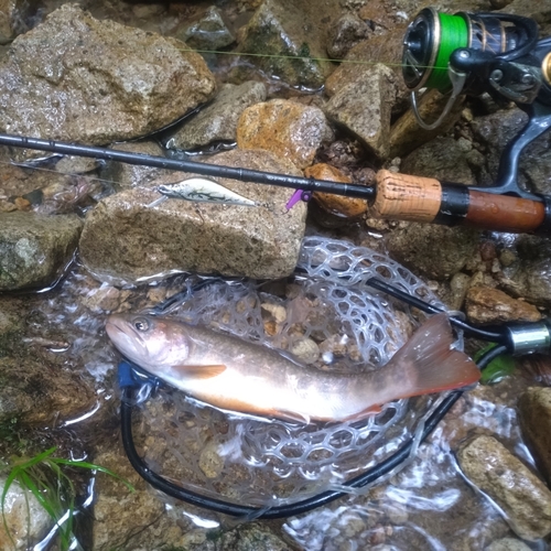 イワナの釣果