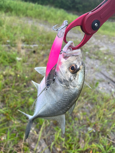 メッキの釣果