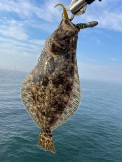 ソゲの釣果