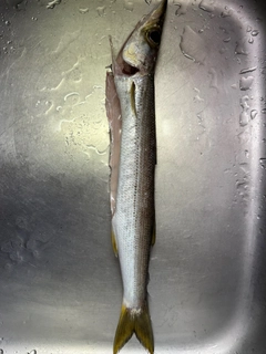 カマスの釣果