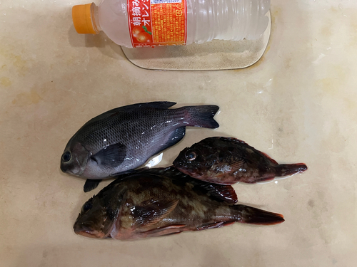 カサゴの釣果