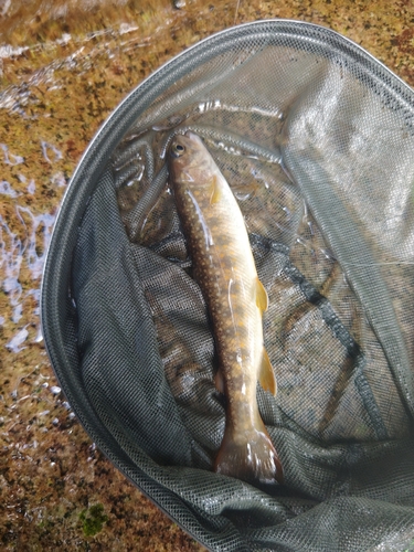 イワナの釣果