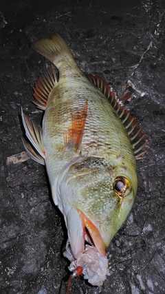 イソフエフキの釣果