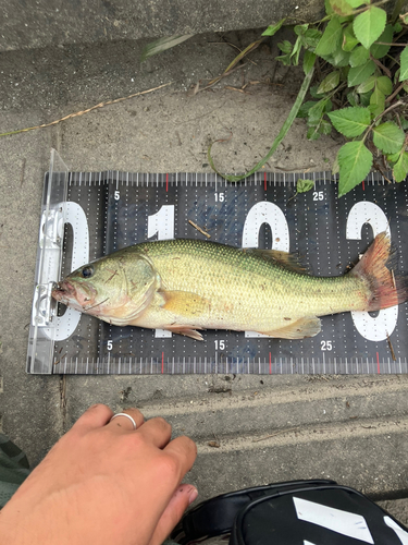 ブラックバスの釣果