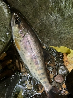 ヤマメの釣果