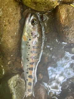 ヤマメの釣果