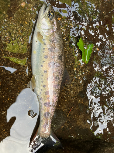 ヤマメの釣果