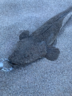 マゴチの釣果