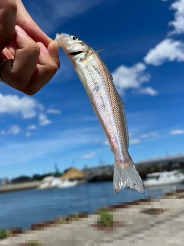 シロギスの釣果