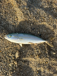 ツバスの釣果