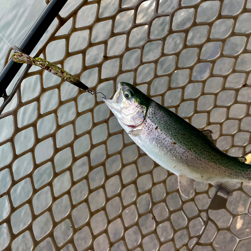 ニジマスの釣果