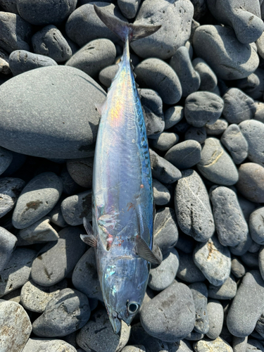 マルソウダの釣果