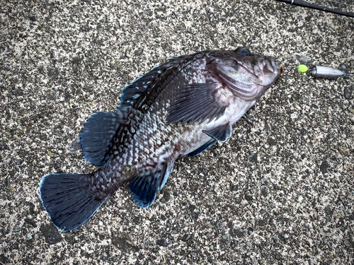 マゾイの釣果