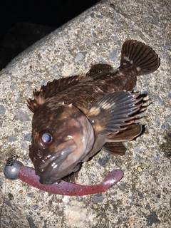 ハチガラの釣果