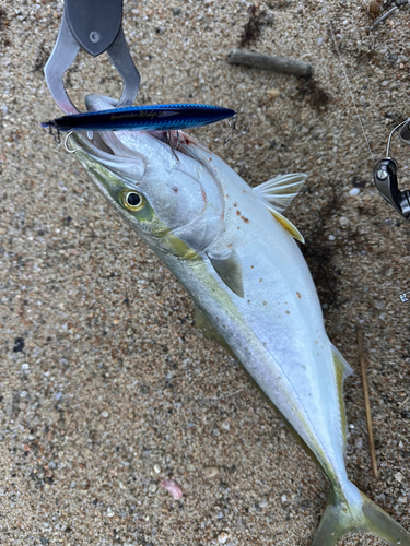 イナダの釣果